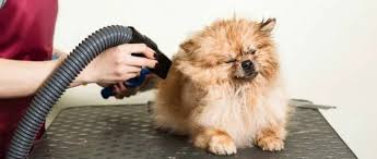 Top Dog Hair Dryers for Quick and Comfortable Grooming