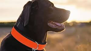 How a Dog Shock Collar Helps Reinforce Positive Behavior Consistently